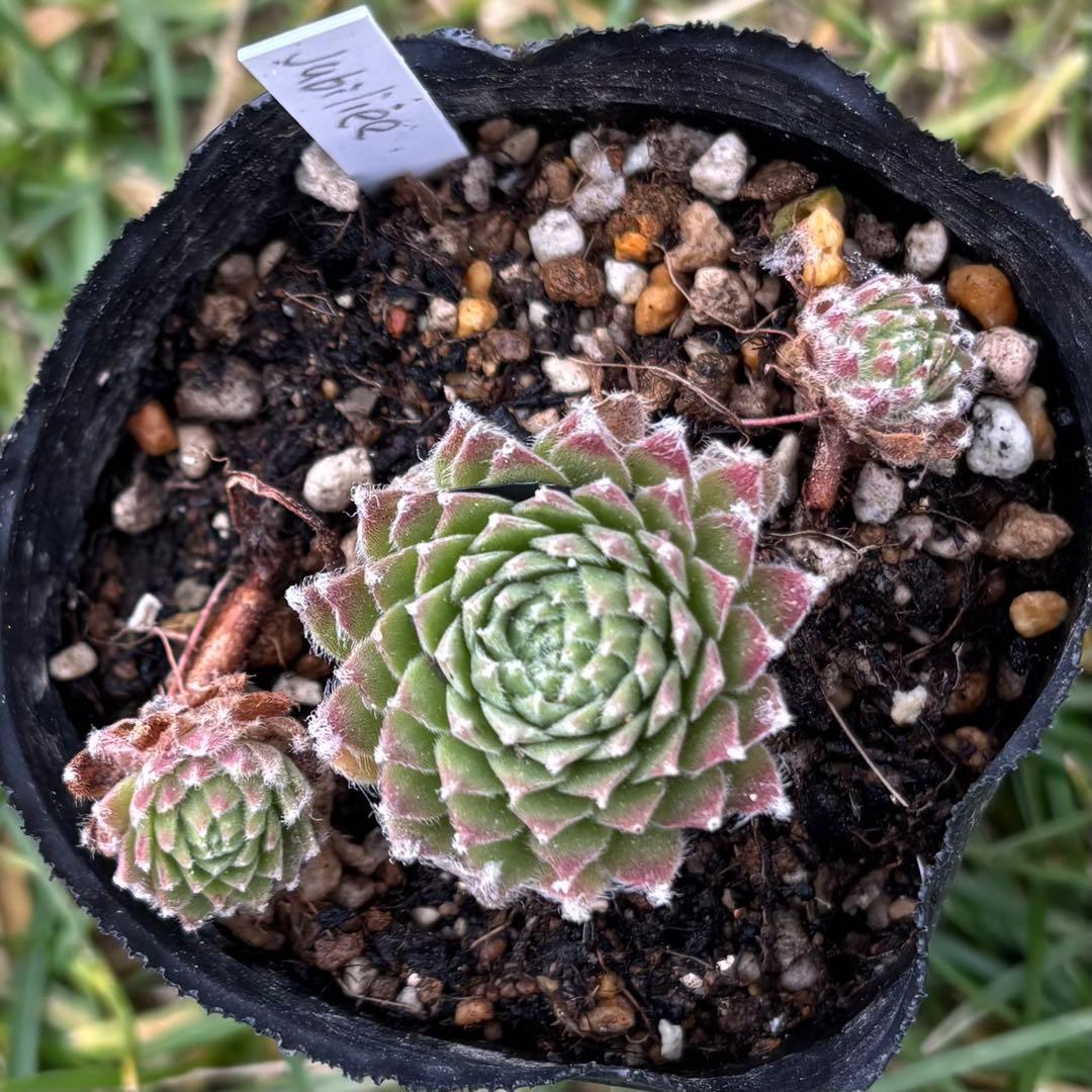 センペルビウム　jubiliee ジュビリー　② センペルビブム 'シルバージュビリー' : にじはなPlants - 通販