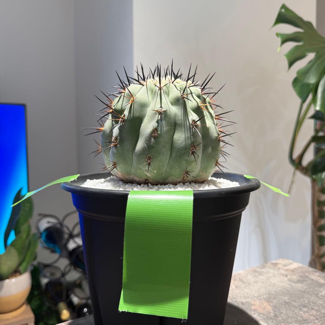 【本日限り値下げ】黒王丸　セット販売(発根済/巨大サイズ)