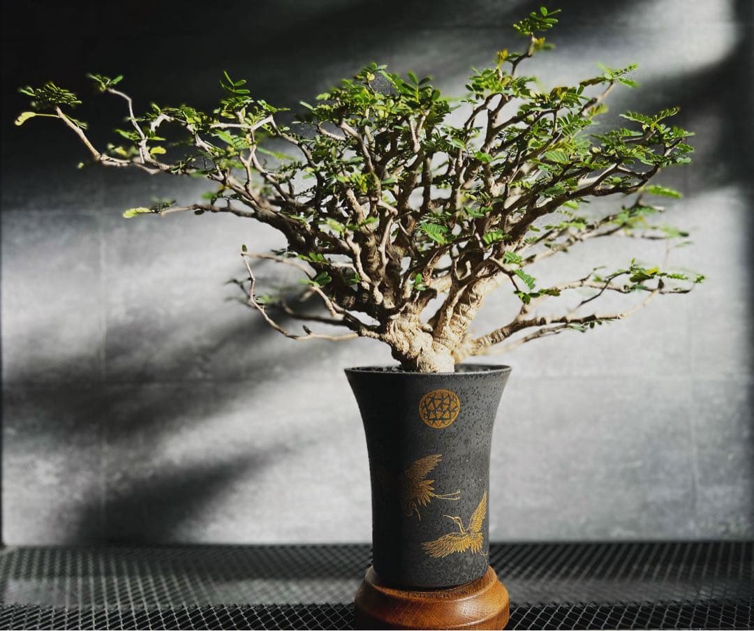 センナメリディオナリス