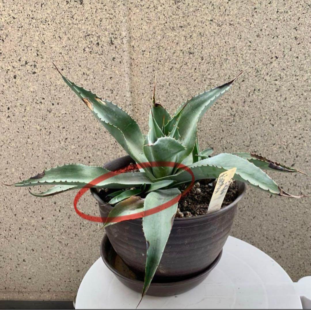 アガベ オバティフォリア バンジー 耐寒性あり カキコ1点 - メルカリ