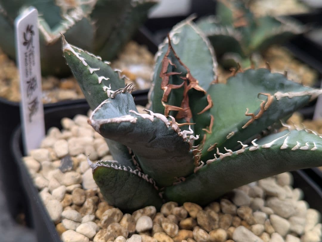 チタノタ「惡魔 Medusa」中株 悪魔くん タグ・鉢付き - メルカリ