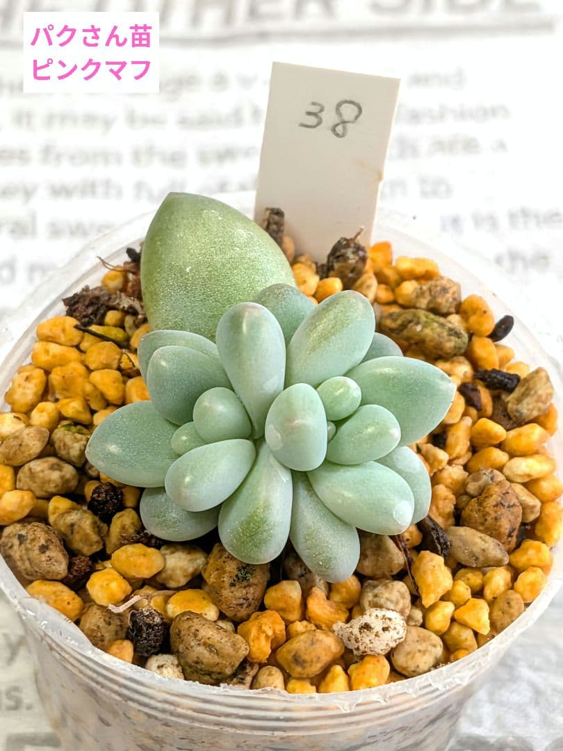 パクさん苗 ピンクマフ 葉挿し 多肉植物 - メルカリ