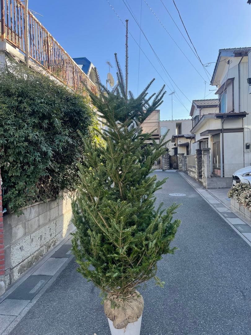 范大東 庭木　もみの木　クリスマスツリー樹高２３０センチ 配達可能 観葉植物の専門店 彩植健美 - もみの木・クリスマスツリーにおすすめ