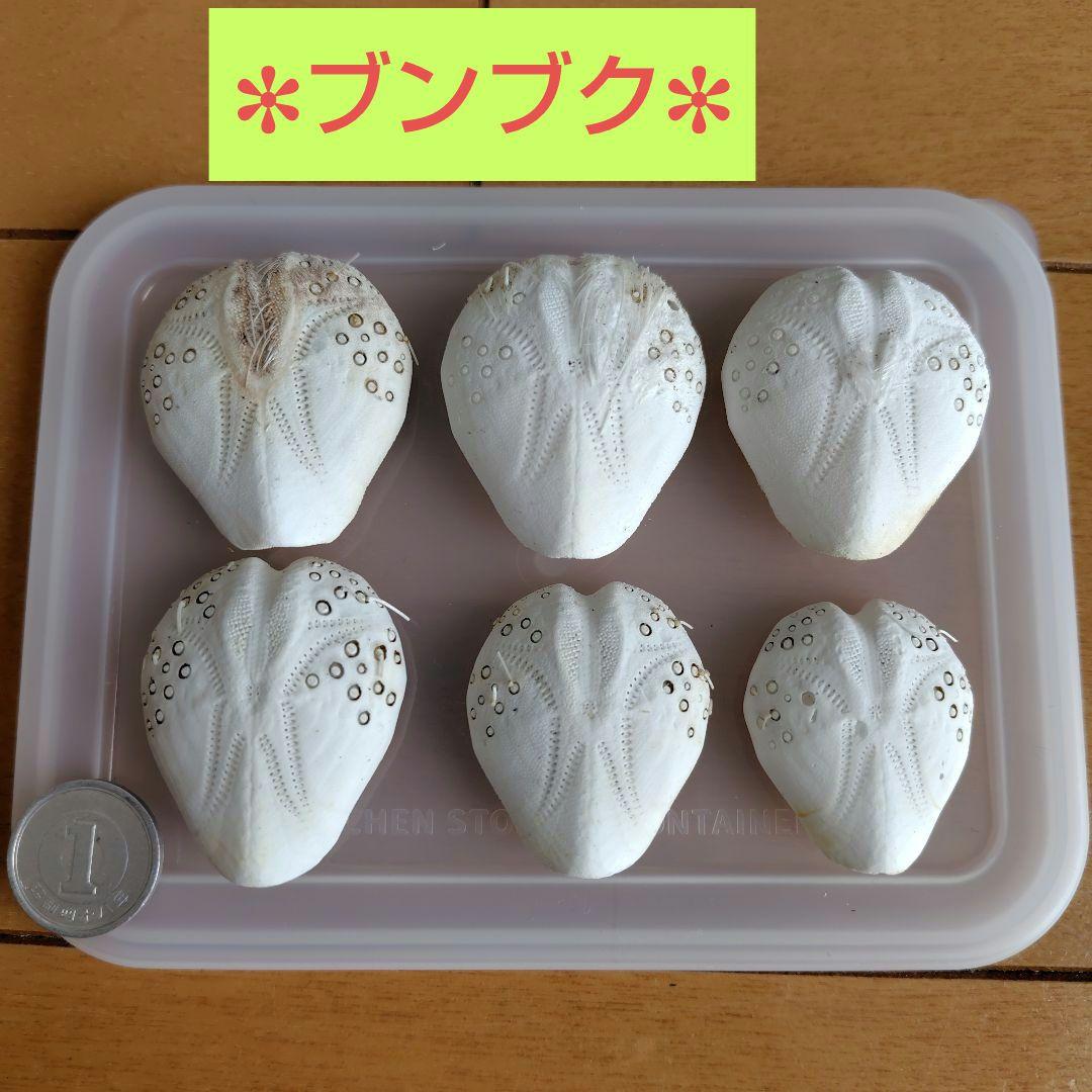 ヒラタブンブク ブンブク ウニ殻 標本 ビーチコーミング 貝殻 - メルカリ