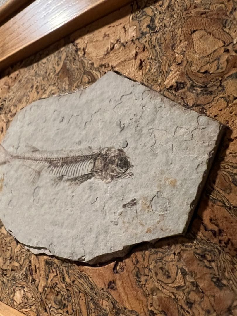 鑑定プレート付ジュラ紀魚化石LYCOPTERA木製額中国遼寧省産後期標本