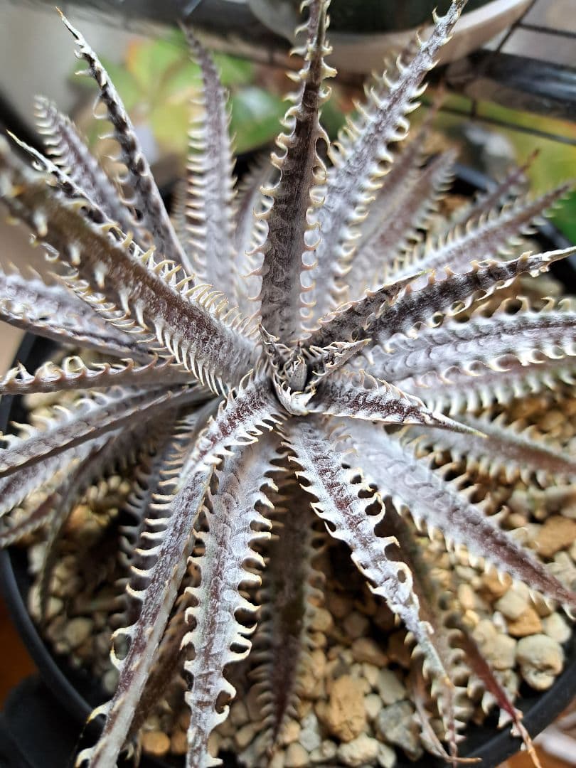 Dyckia hybrid - メルカリ