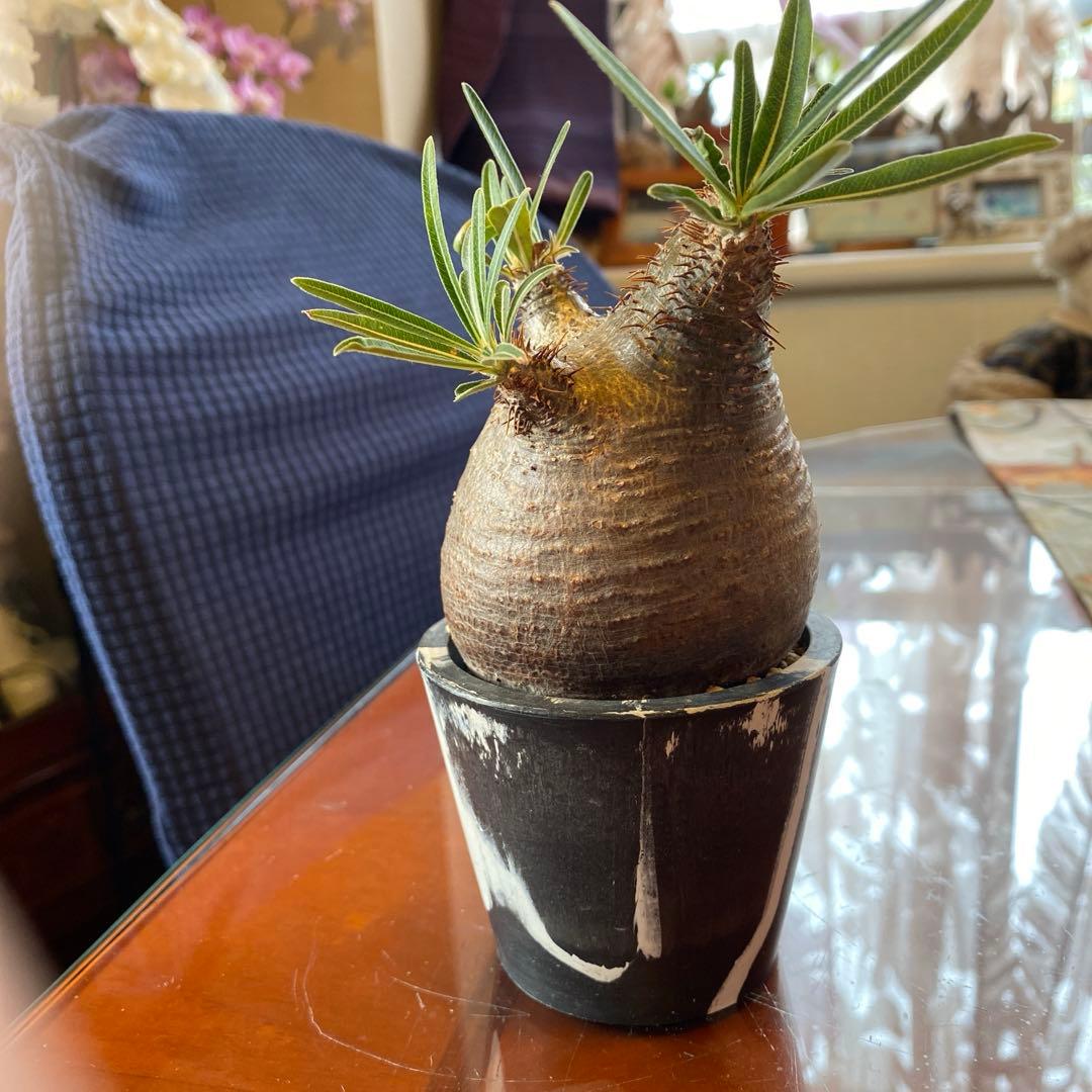 グラキリス訳あり現地球 パキポディウム グラキリス【S】現地球/発根済み PGS-1 | Laule'a PLANTS