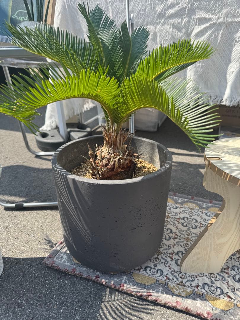 ソテツ　蘇轍　南国植物　鉢付き　熱帯植物　観葉植物　メキシコソテツ　斑入り　底穴 蘇鉄 ソテツ10号 観葉植物 お祝 新築祝い 開店祝い シンボルツリー