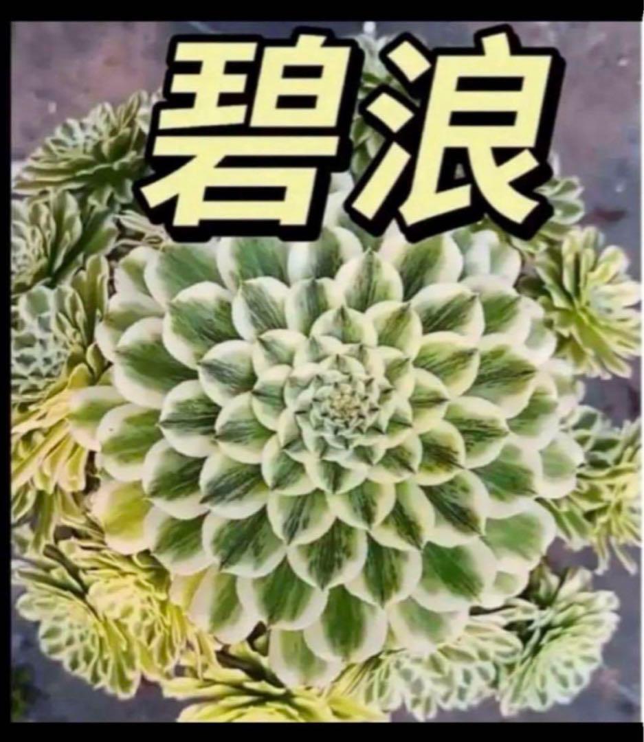 多肉植物❤️アエオニウム錦❤️  青い波 ❤️碧浪❤️ 状態画像 多肉植物❤️アエオニウム錦❤️ 青い波 ❤️碧浪❤️ 状態画像 多肉植物