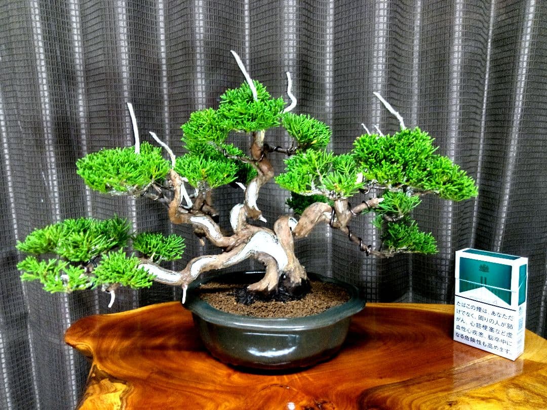 【小品　糸魚川真柏盆栽】　　　⭕小品No.1お気に入り品 ★あきちゃん様…専用★ 小品盆栽・糸魚川真柏｜岩崎園芸ネットストア