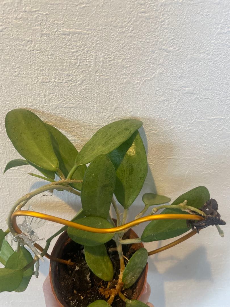 セール 美株レアホヤ シルバーレディHoya silver lady サクララン