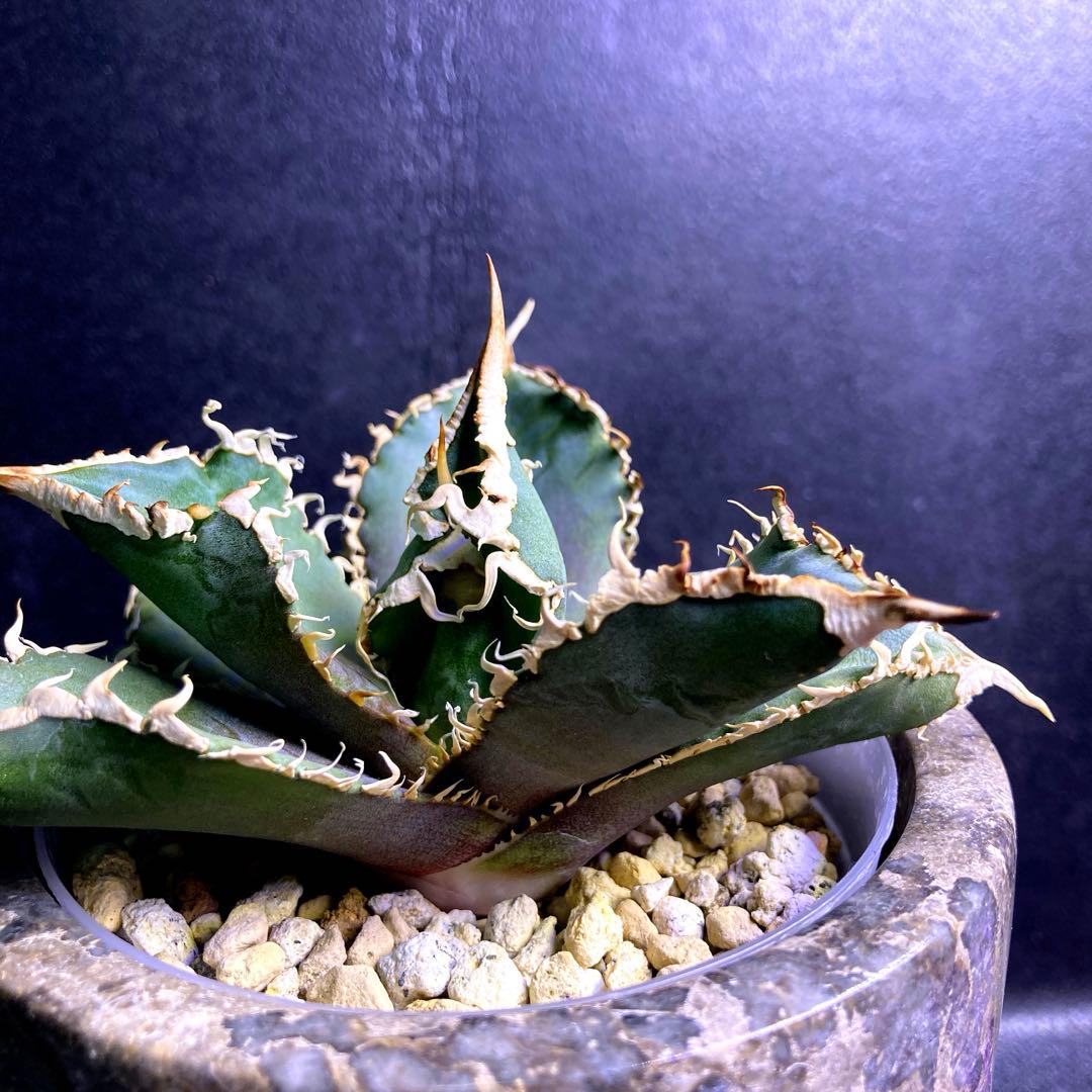 アガベ チタノタ 金剛 キングコング - メルカリ