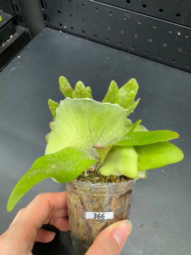 P.willinckii Little Crown Sporeing #366 - メルカリ