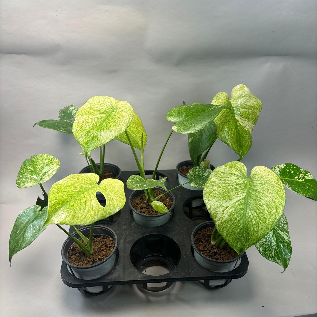 S*T様 5株セットms41【特別選抜】ホワイトモンスター／天津蘭 モンステラ斑 天津ラン・モンステラデリシオーサホワイトモンスター ( Monstera