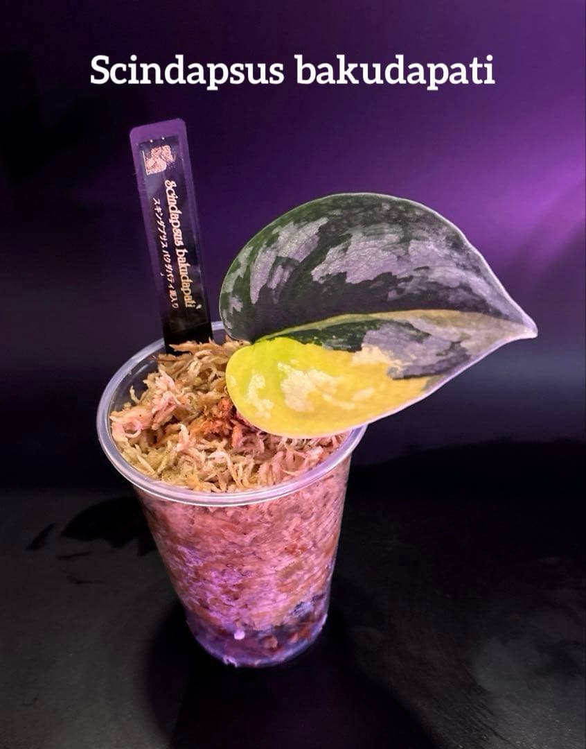 スキンダプサス 綺麗な斑入り セットH3 - メルカリ