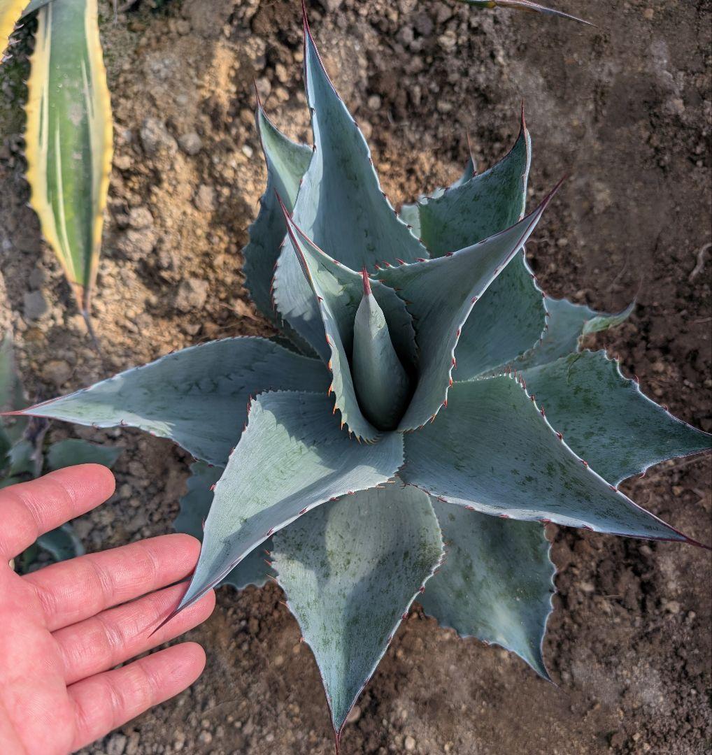 シンボルプランツに最適! アガベ☆ オバティフォリア 実生株 ドライ