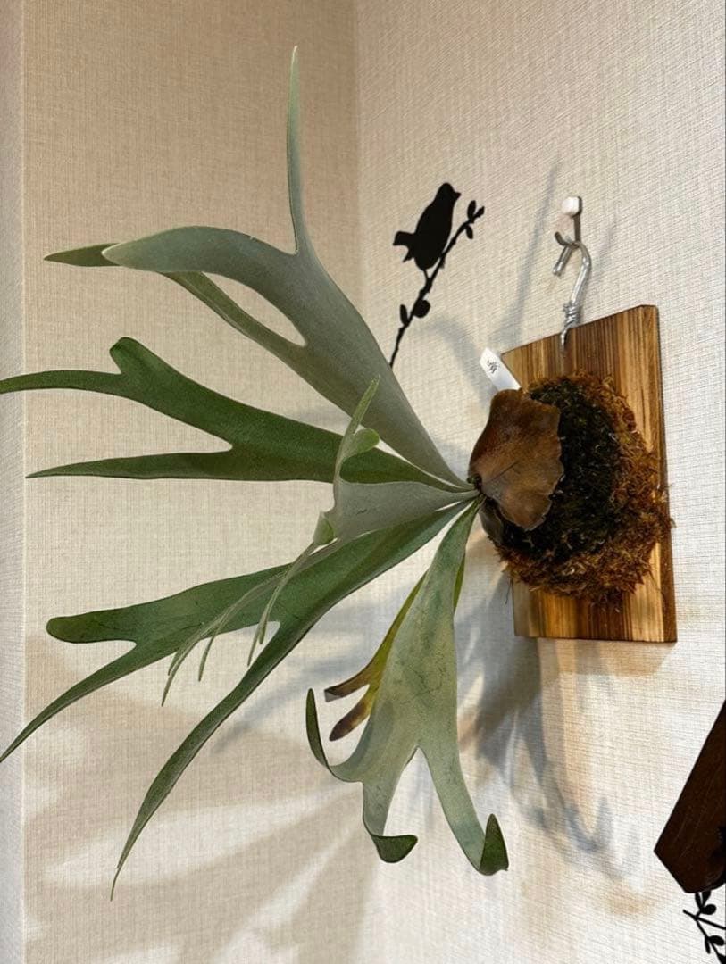 P.Elsa （oc）from晴花　中株サイズ