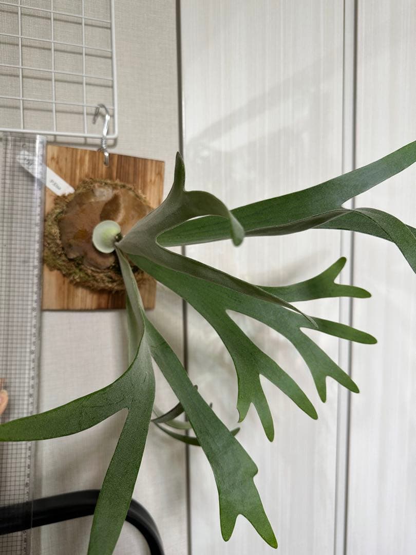 P.Elsa （oc）from晴花　中株サイズ