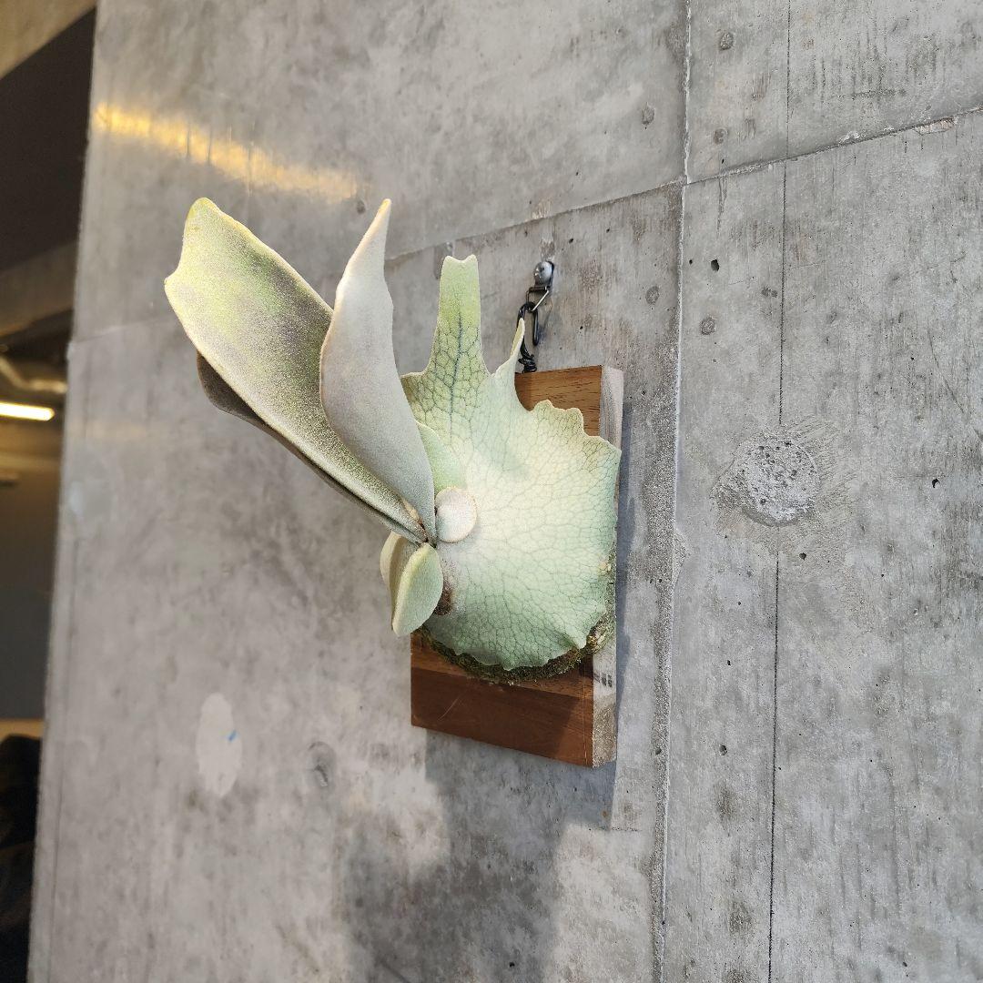 気まぐれ値下げ【ビカクシダ Lisa スポア】