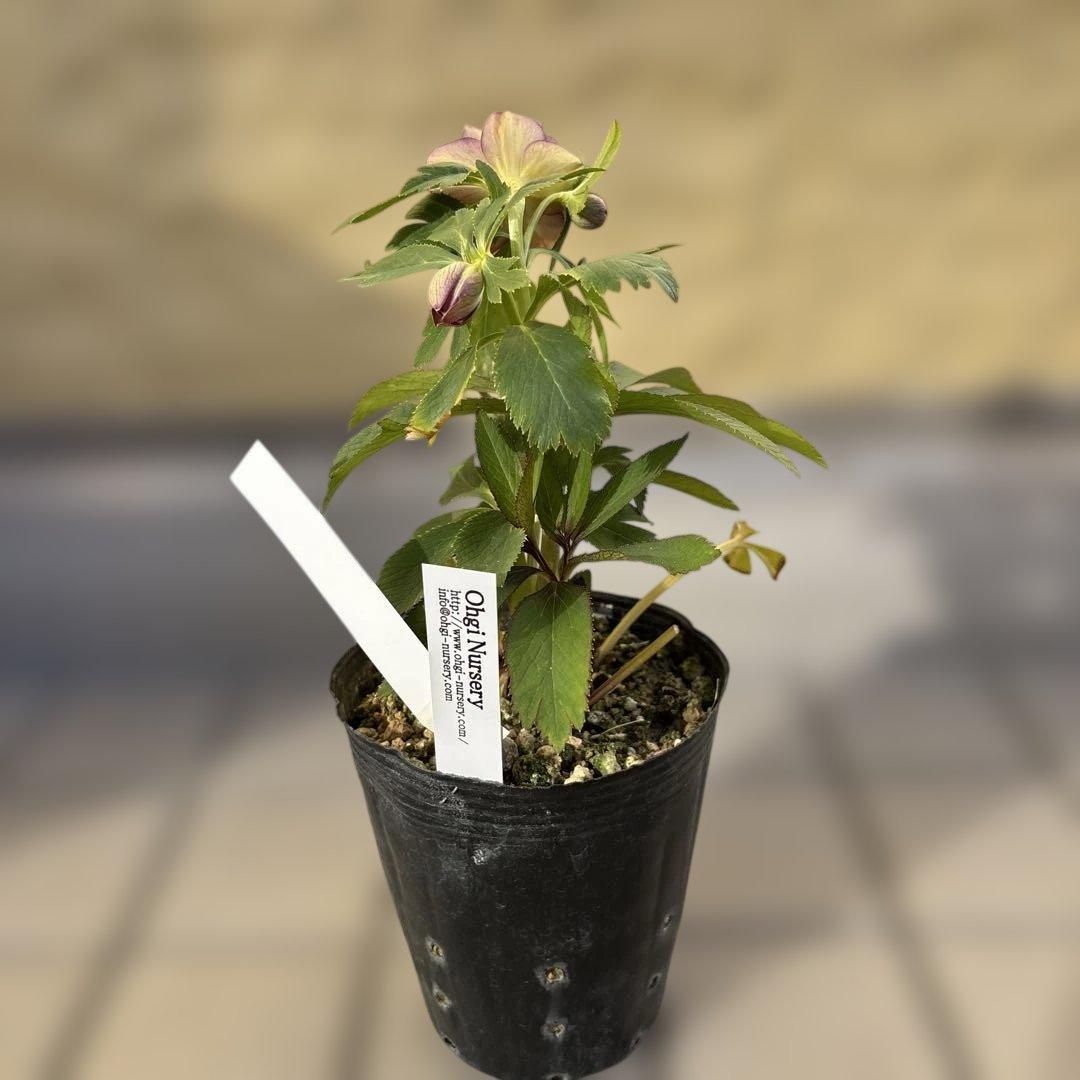 蜃気楼hyb 赤 大木ナーサリー クリスマスローズ タグ付き 現品 開花株