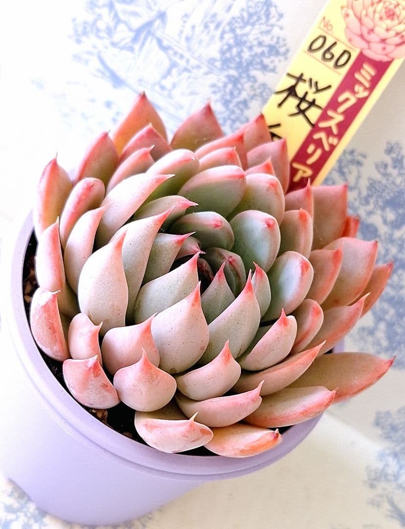 桜鬼 札付きポットごとメルカリ便おらいさん苗ミックスベリア - メルカリ