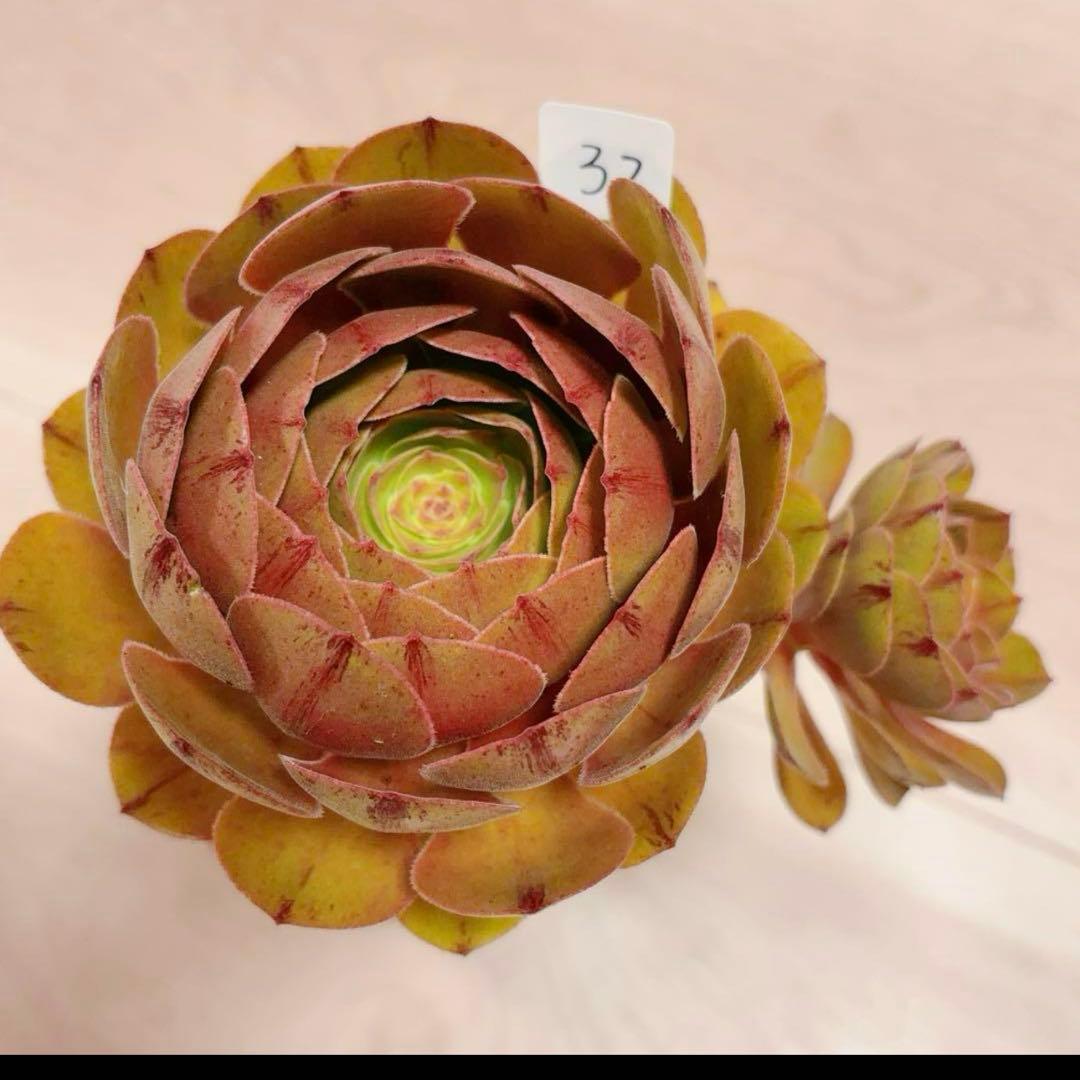 77#アエオニウム❤️ハロウィンブラック糸引き锦❤️1大頭2小頭2子芽16cm拨き苗 日本花キ流通 多肉植物 caアエオニウム ハロウィン錦 多肉植物