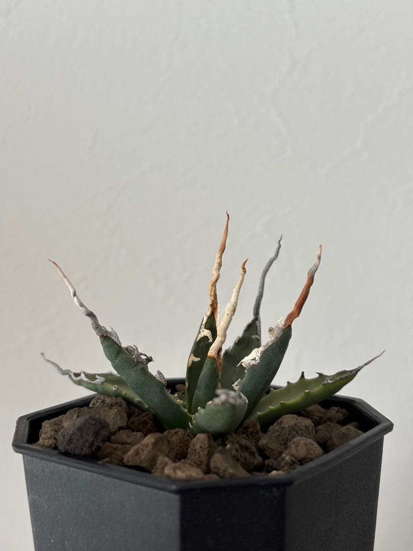 エボリスピナ　陽炎　選抜　実生