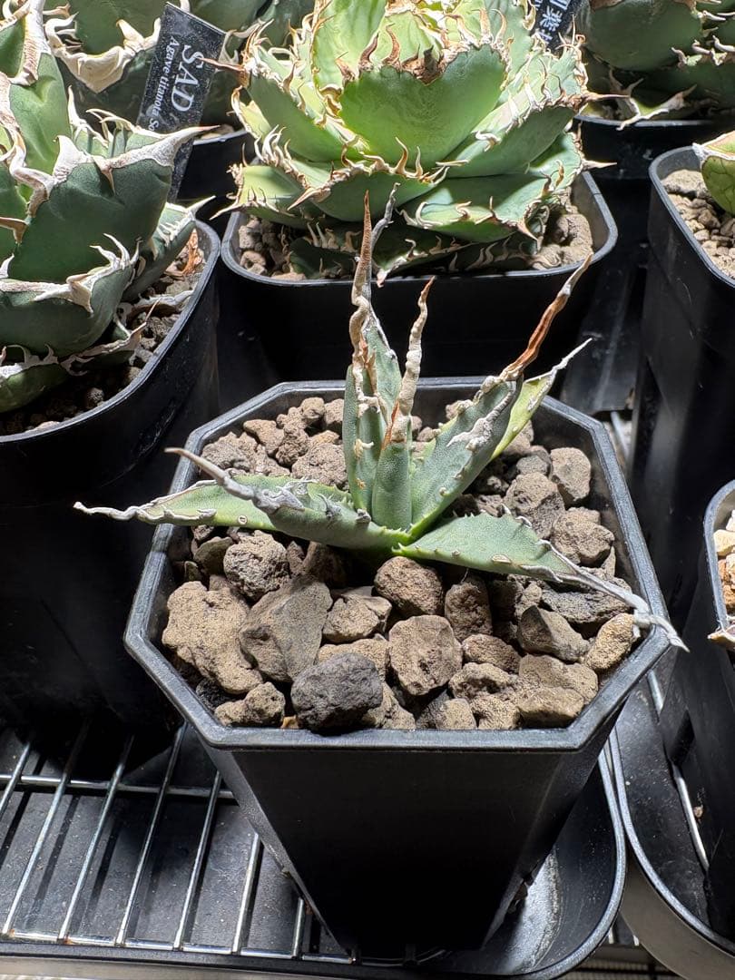 エボリスピナ　陽炎　選抜　実生