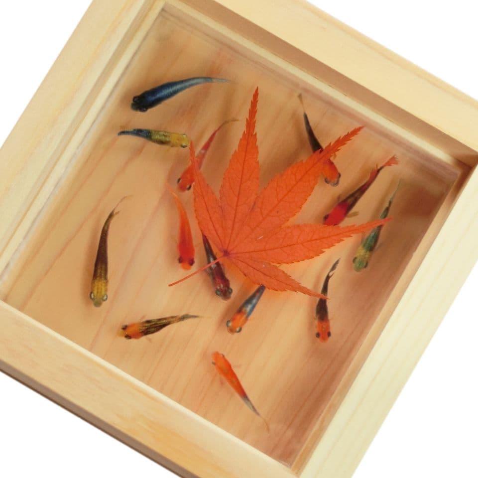 めだか メダカ アート 紅葉 プリザーブドフラワー 金魚 桧 生き物 フィギュア 夏ギフト おすすめ めだか メダカ アート 輝 手作り ハンドメイド 金魚