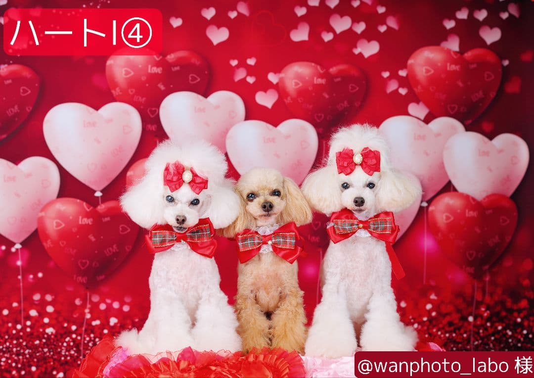 背景布×2枚 ペット撮影用フォトブース トリミングチョーカー販売中