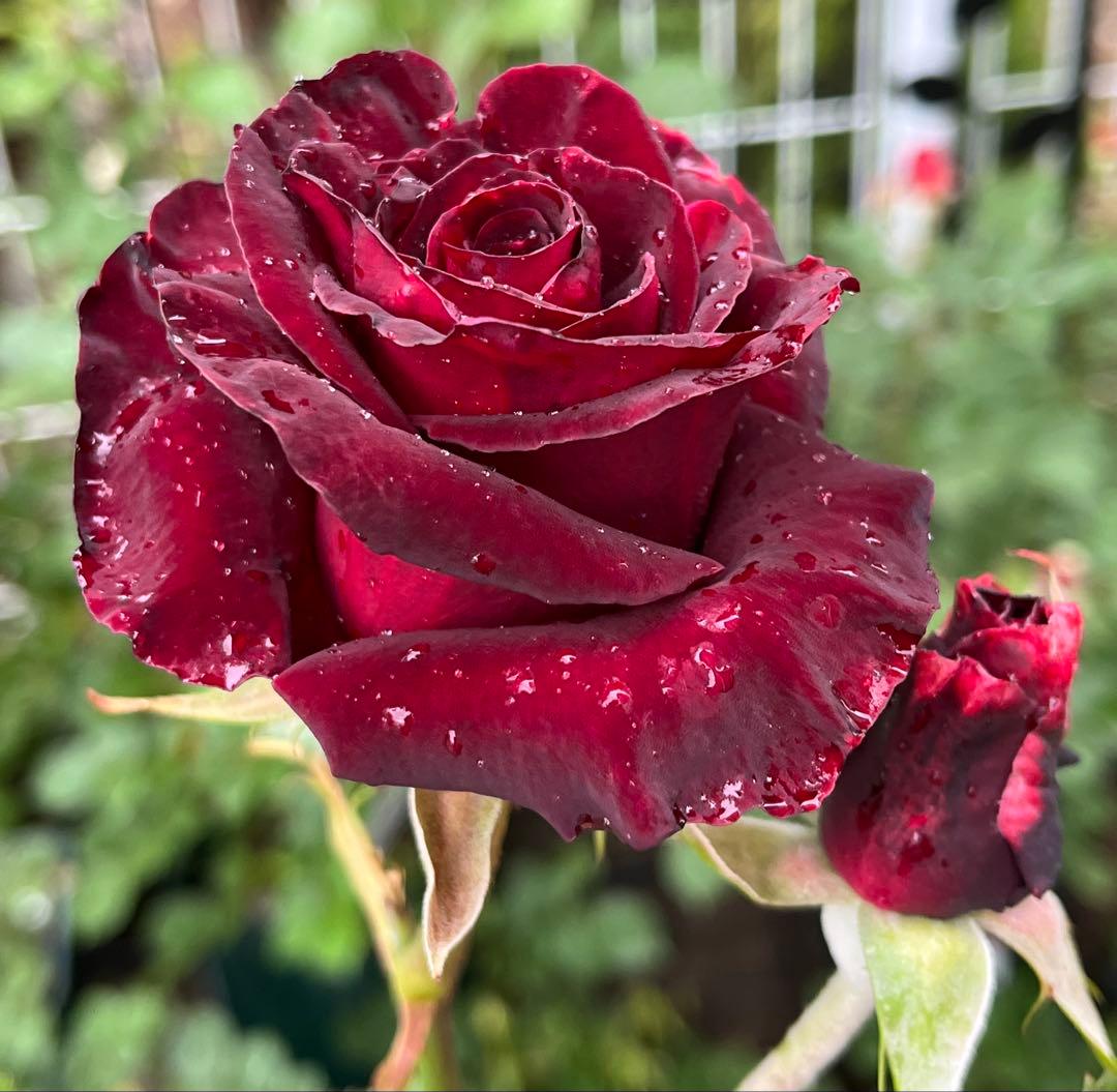 レア 人気 切花品種 四季咲 黒赤 バラ苗 ブラックバッカラ - メルカリ