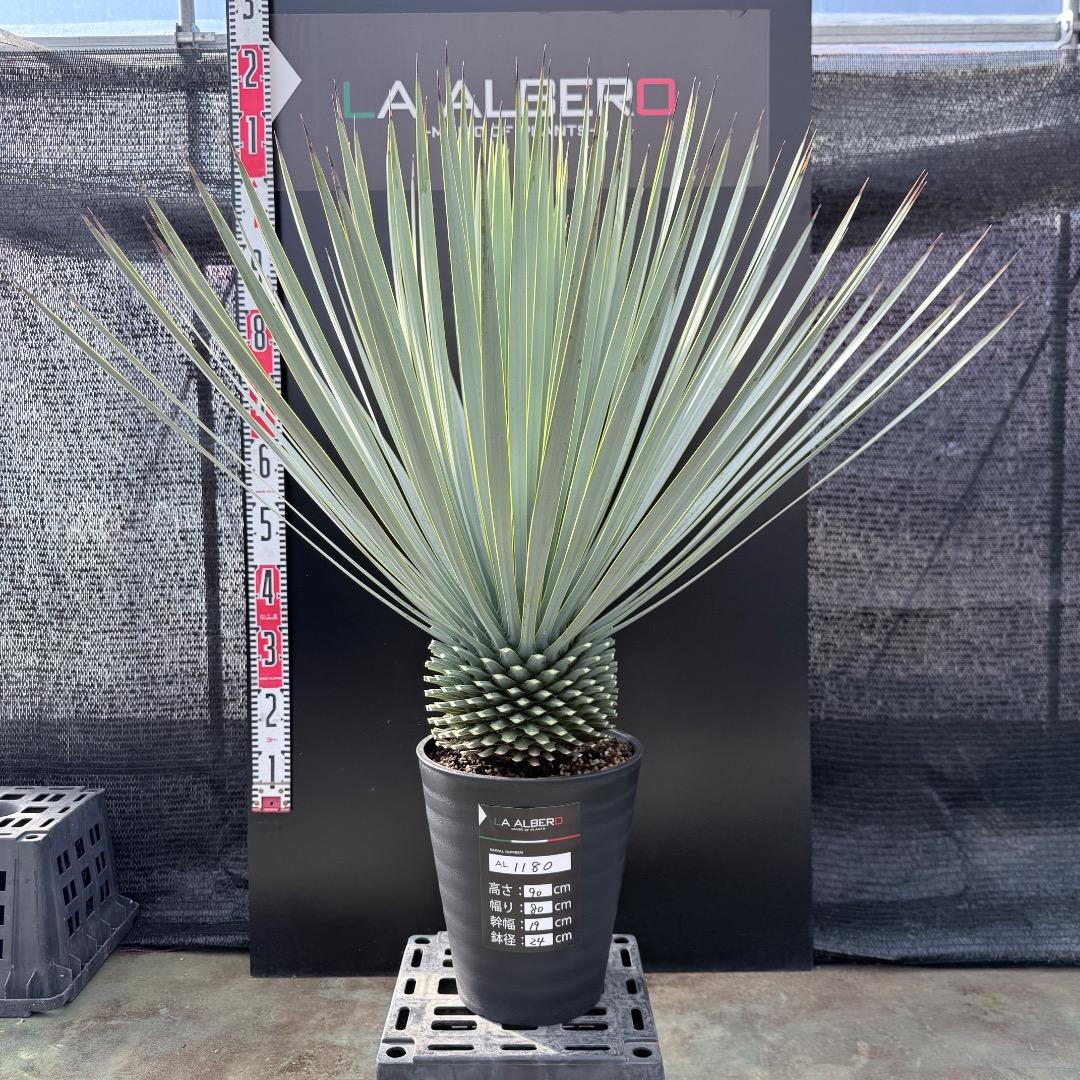 【AL1180】ユッカ　ロストラータ 超ブルー個体　超美形　極太 2026年最新】ロストラータ ブルーの人気アイテム - メルカリ
