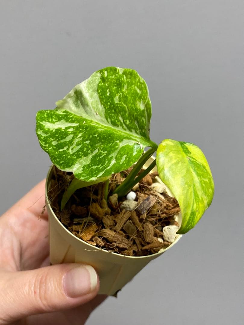 ご*ん様 ④【超希少‼️】モンステラ エレクトロライト 斑入り レア