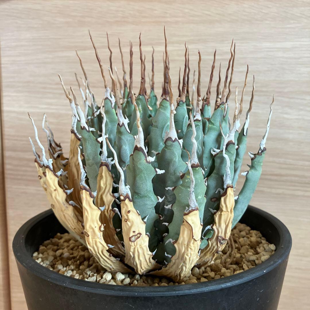 現地株】ユタエンシス エボリスピナ【発根済】