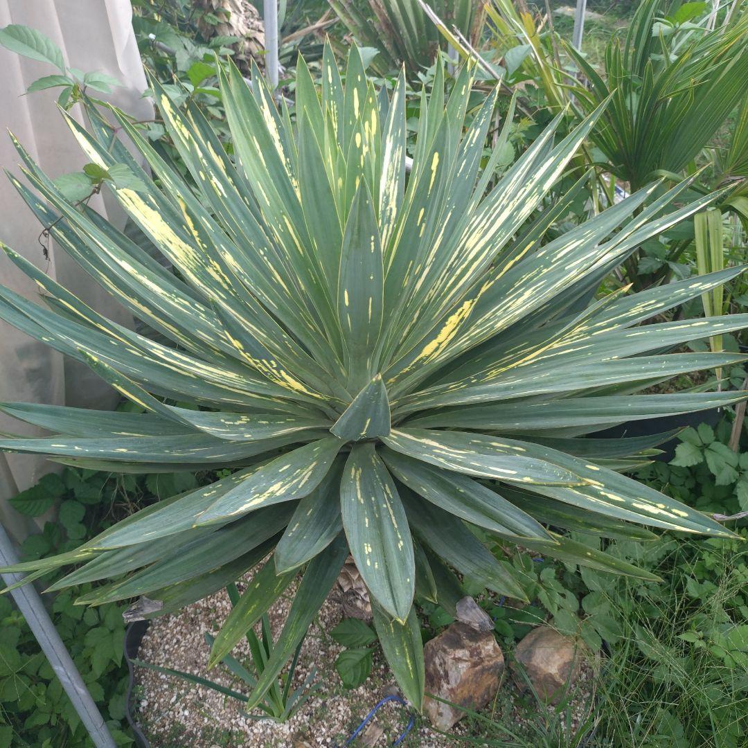 ユッカ グロリオサ　　散り斑 ユッカグロリオサ 散り斑 ～剪定～ | ドライガーデン&金魚