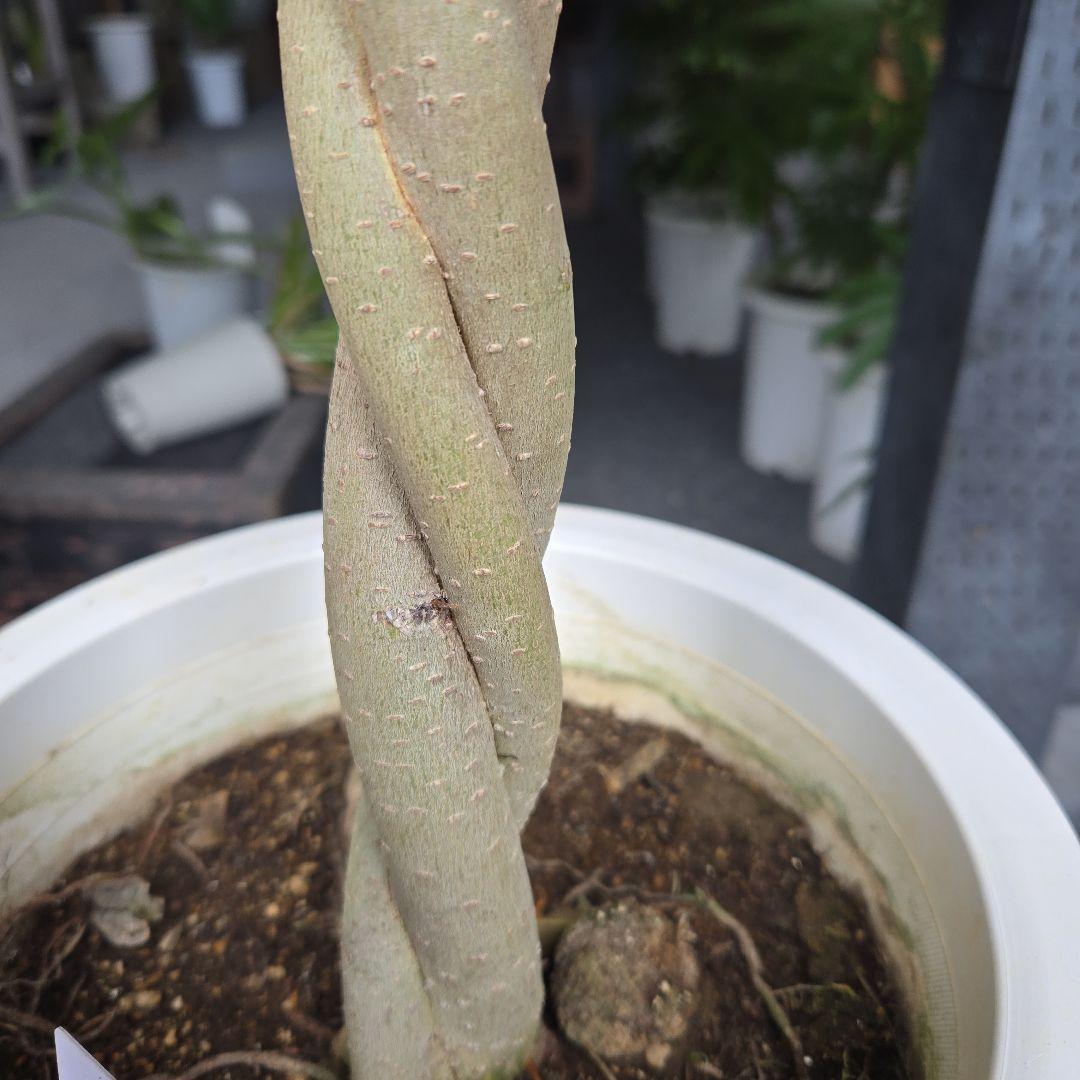 ① フィカス ベンジャミン ネジリ 8号 特大苗木最高等級極上品‼️