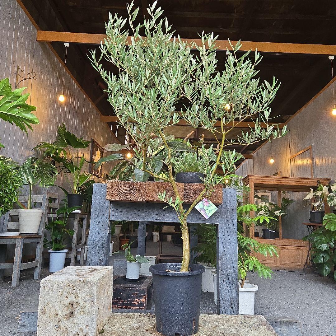 ⑭　オリーブの木souju　8号 「ピクアル」特大苗木最高等級極上品‼️ 幹極太 オリーブの木 ルッカ SOUJU 8号 その他インテリア雑貨 PLANTS