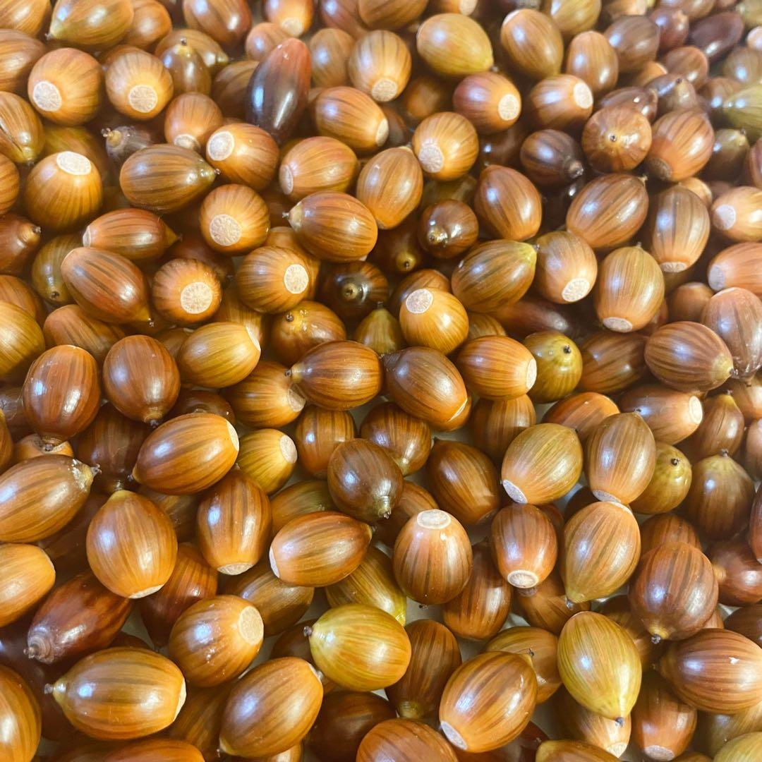 どんぐり 5000個 1月採取 水洗い 煮沸処理 陰干し 砲弾型 磨き 即日発送