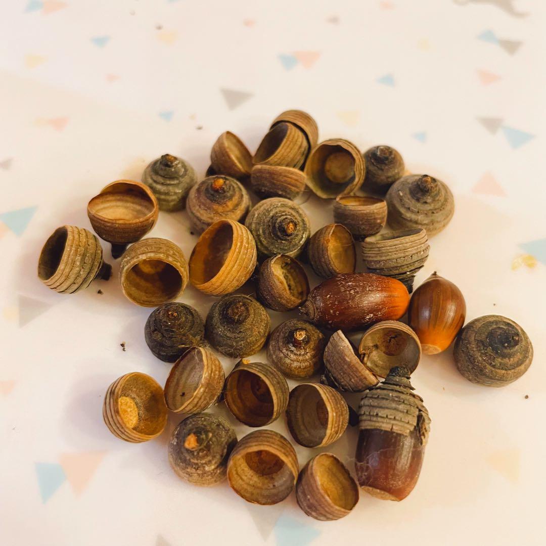 どんぐり 5000個 1月採取 水洗い 煮沸処理 陰干し 砲弾型 磨き 即日発送