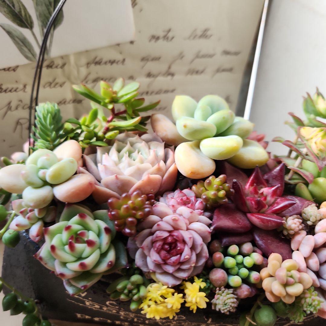 多肉植物寄せ植え そのまま飾れる リメイク缶バック♡ - メルカリ