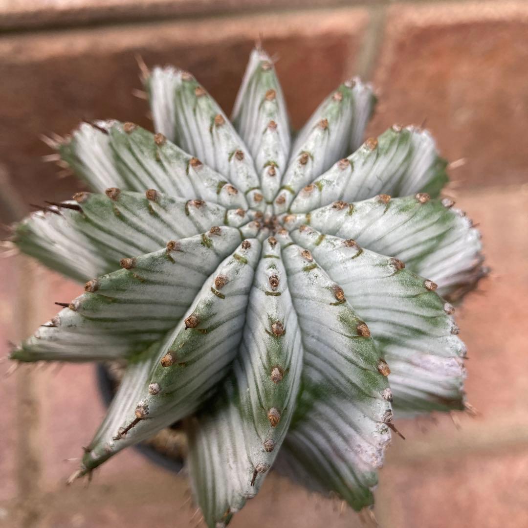 ユーフォルビア　ホリダ 多肉植物：ユーフォルビア ホリダ*幅9cm 現品！一品限り : 遊恵盆栽