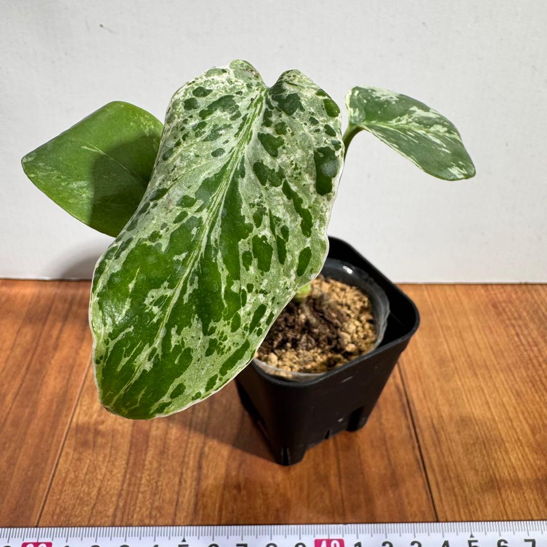 Macy’jおまとめモンステラ　デリシオーサ　レガシー& バルバソー モンステラ デリシオーサ 'レガシー' | GREEN LUCK