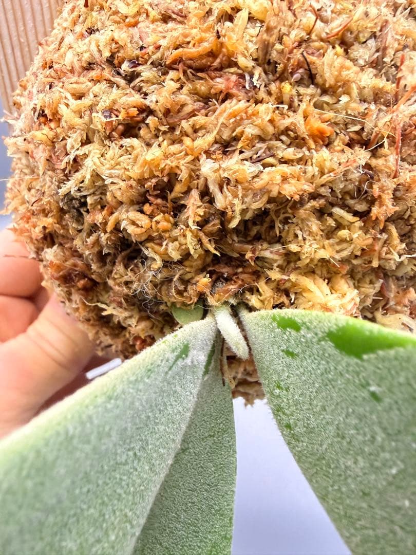 ビカクシダP.Willinckii Bulla, P.Romantic mix - メルカリ