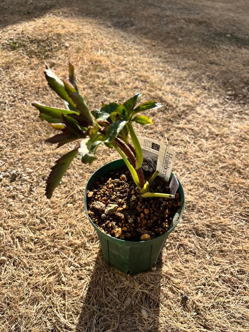 クリスマスローズ　認定　レッドクレオパトラ　株分け クリスマスローズの植え替え｜画像付きやり方解説！株分けもしよう