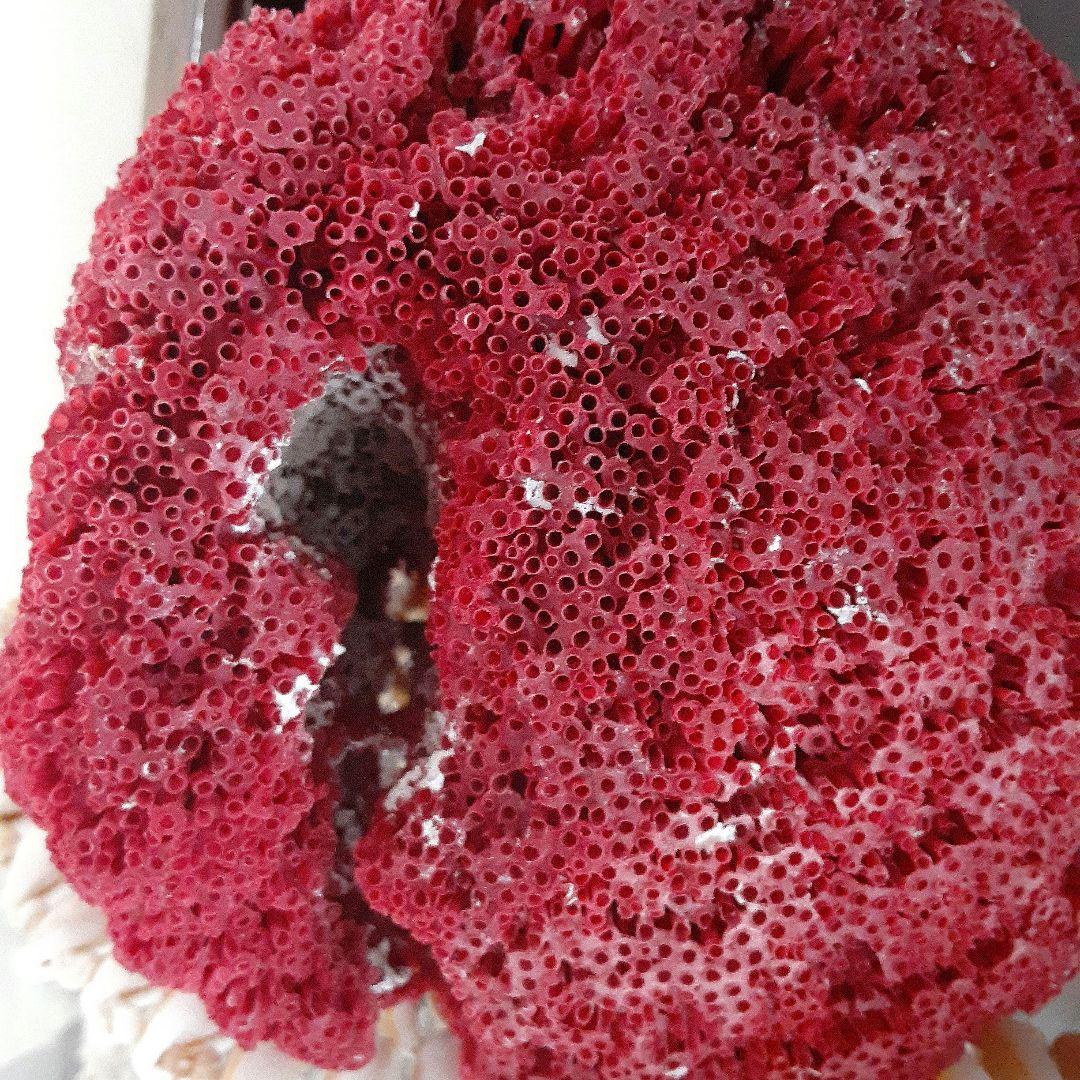 珊瑚礁 サンゴ礁 サンゴ 珊瑚 貝殻 パイプオルガン珊瑚 インテリア