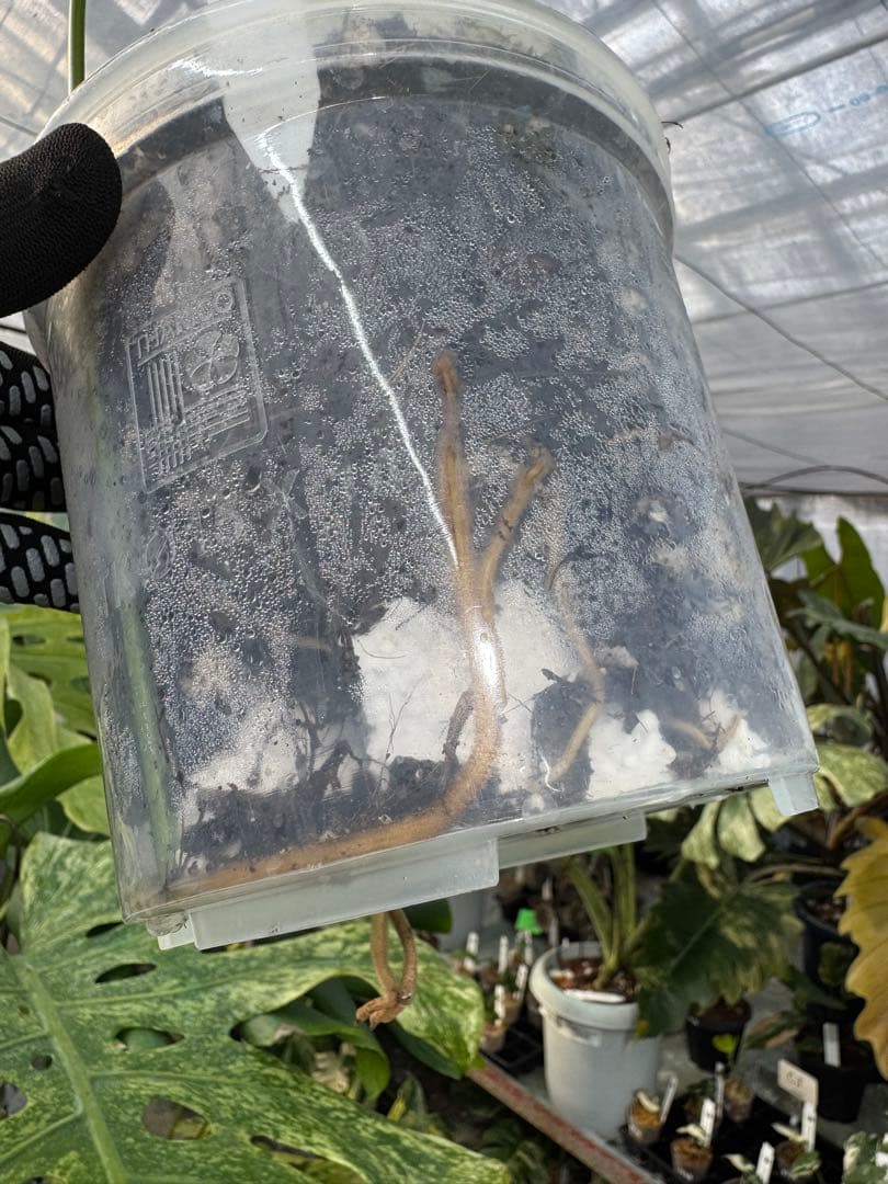 LG5 モンステラ レガシー 美斑入り健康株 - メルカリ