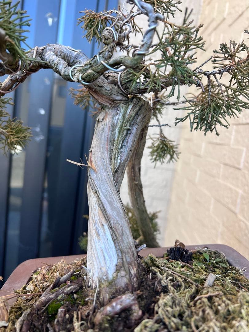 真柏 板シャリ 懸崖 盆栽 - メルカリ