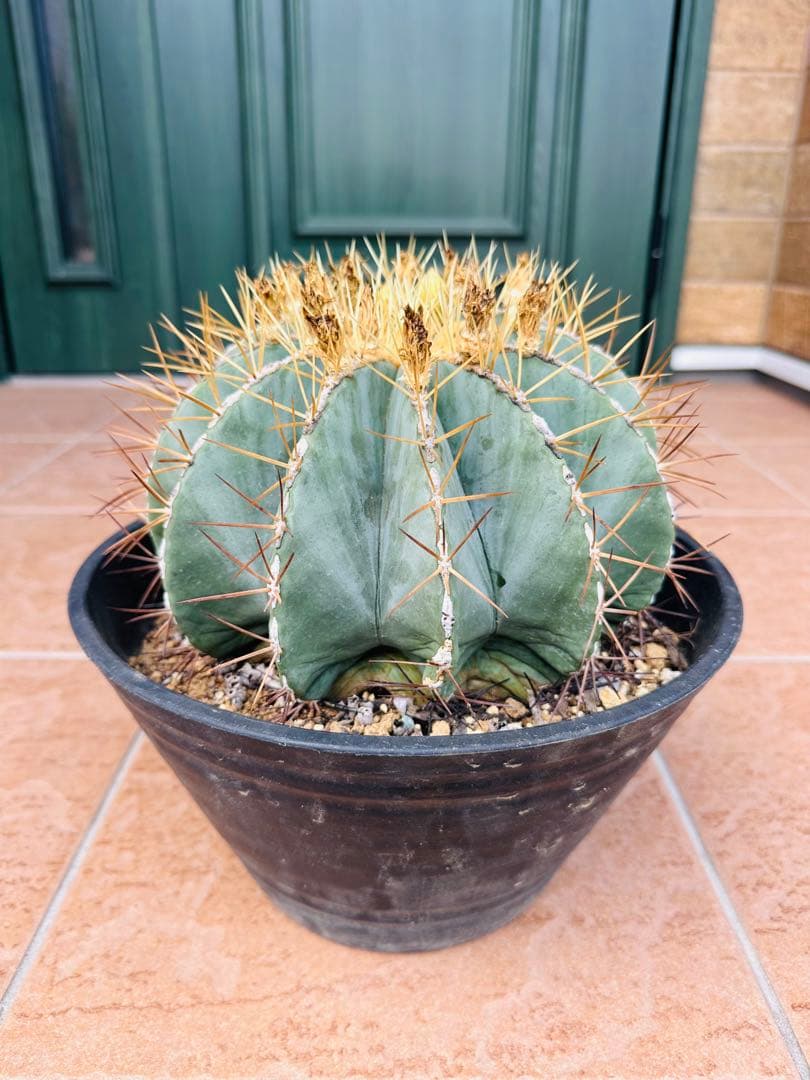 サボテン　王冠竜　ドライガーデン　ガーデニング ドライガーデン 王冠竜のインテリア実例 ｜ RoomClip（ルームクリップ）