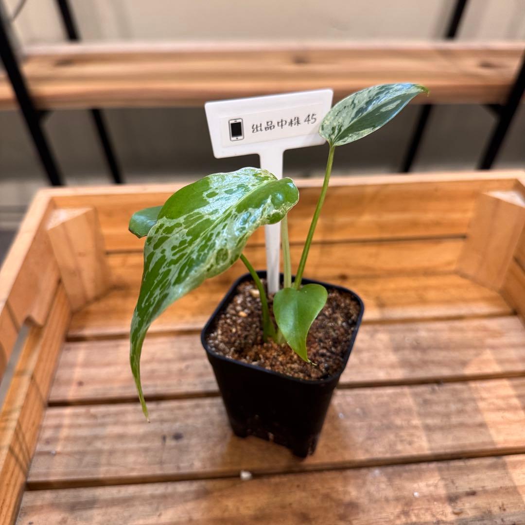 45 モンステラ デリシオーサ バルバソー 斑入り 希少モンステラ TC順化