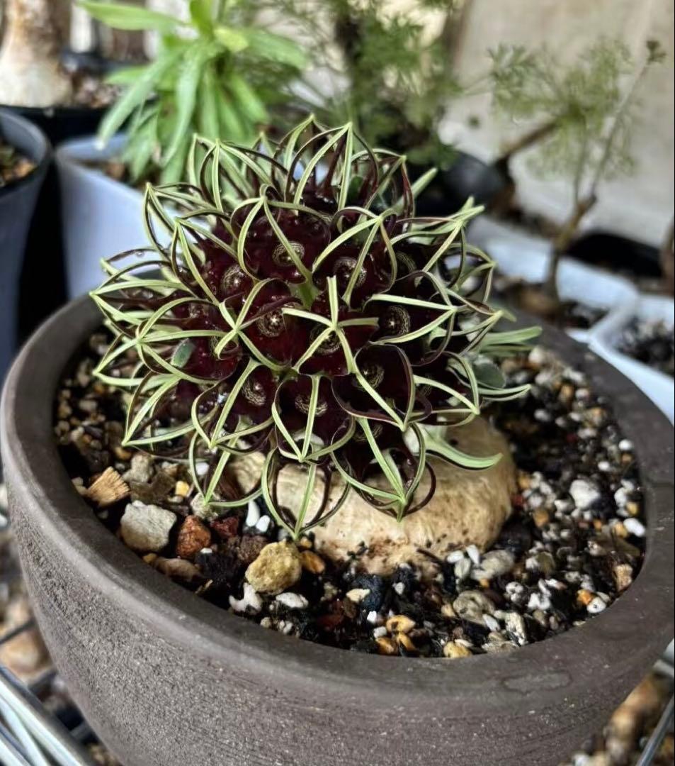 連休セール‼️2点限定‼️竜卵窟ブラキステルマ バーベラエ 塊根植物